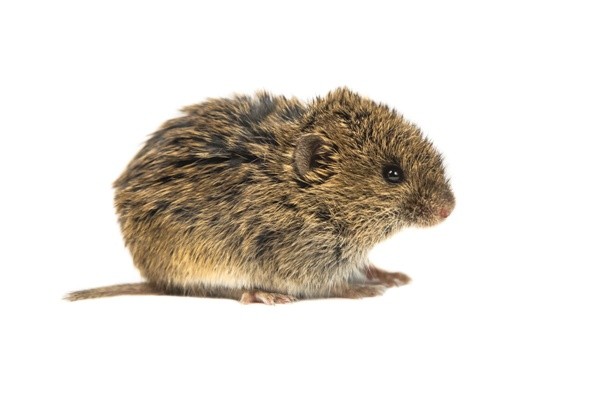 hraboš - polní myš