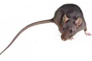 Krysa obecná (rattus rattus)