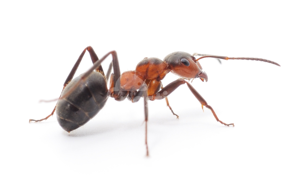 Detailní fotografie mravence