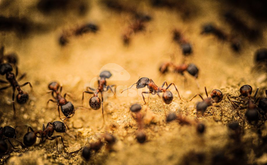 Mravenec domácí