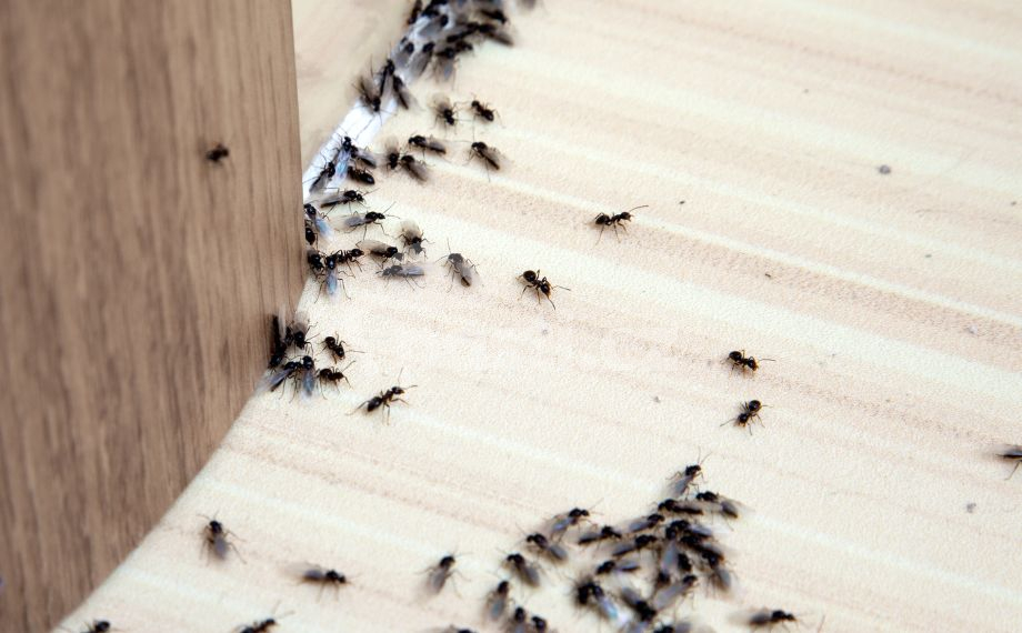 Mravenci na podlaze