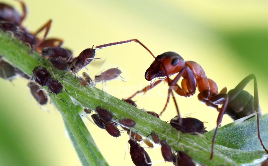 Mravenec se stará o mšice
