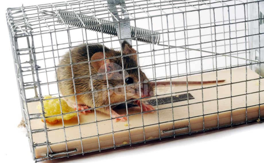 Myš chycená v kleci