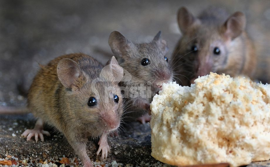 Myši žerou suchý chleba