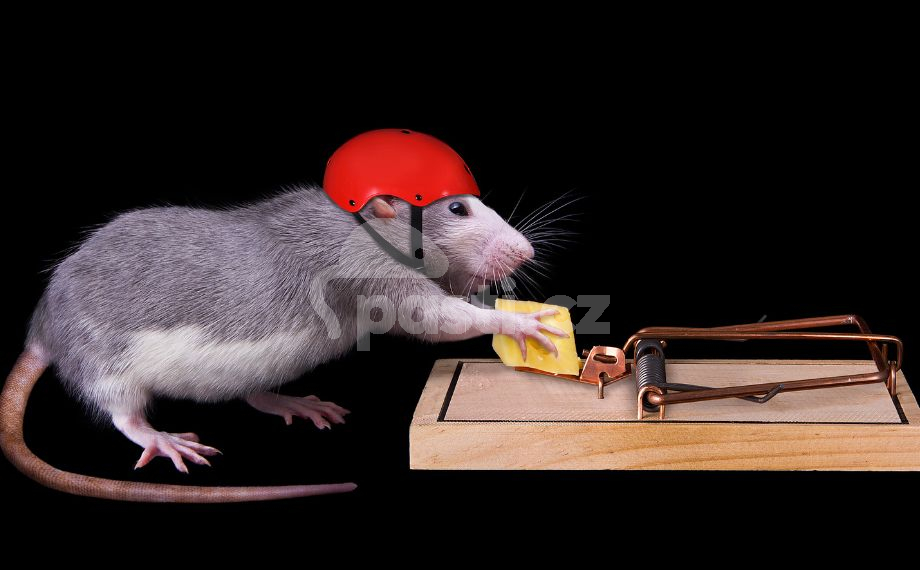 Jak se zbavit potkanů diskuze?