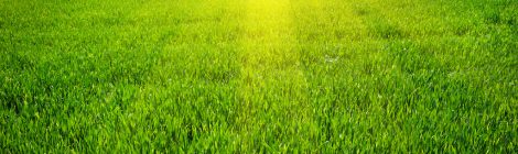 Zelený trávník po vertikutaci
